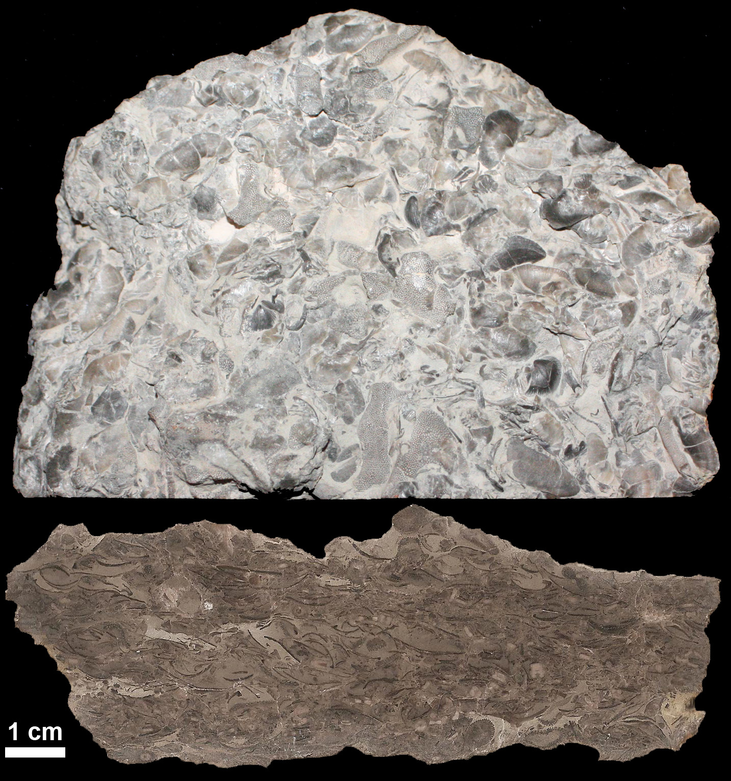 Two photos of fossiliferous limestone.