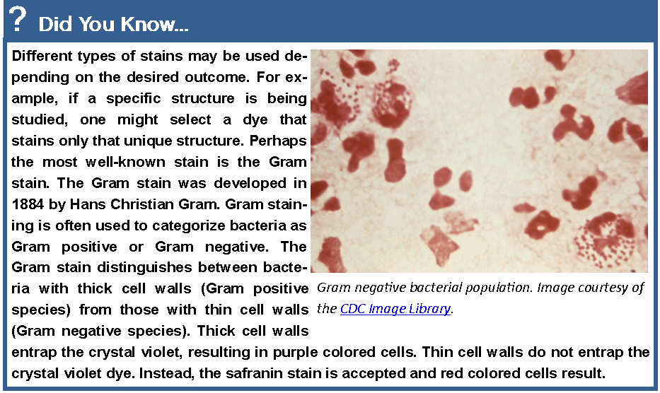 Did You Know? Different types of stains may be used depending on the desired outcome. For example, if a specific structure is being studied, one might select a dye that stains only the unique structure. Perhaps the most well-known strain is the Gram stain. The Gram stain was developed in 1884 by Hans Christian Gram. Gram staining is often used to categorize bacteria as Gram positive or Gram negative. The Gram stain distinguishes between bacteria with thick cell walls (Gram positive species) from those with thin cell walls (Gram negative species). Thick cell walls entrap the crystal violet, resulting in purple colored cells. Thin cell walls do not entrap the crystal violet dye. Instead, the safranin stain is accepted and the red colored cells result.