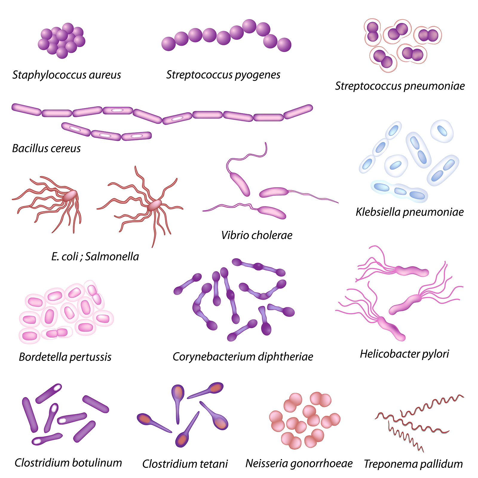 Various bacterial species of all shapes and sizes
