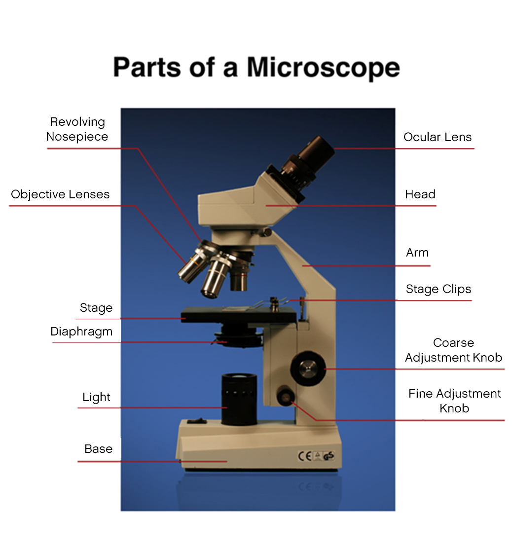 Figure illustrating the parts of a microscope, shown counterclockwise from the top: the Resolving Nosepiece, Objective Lenses, Stage, Diaphragm, Light, Base, Fine Adjustment Knob, Coarse Adjustment Knob, Stage clips, Arm, Head, and Ocular Lens