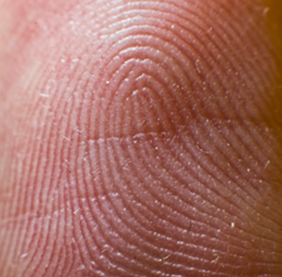 Upclose picture of a finger, you can clearly see the lines in the fingerprint.