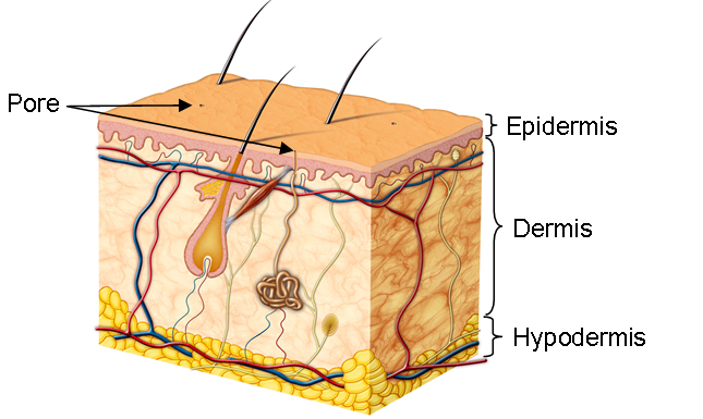 Sideview of skin. Drawn pictures showing top middle and bottom layer of the skin. Key highlighted points are Pore, Epidermis, Dermis, Hypodermis.