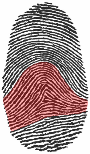 Close up dwaring of a fingerprint. The bottom half is red and top half is black.